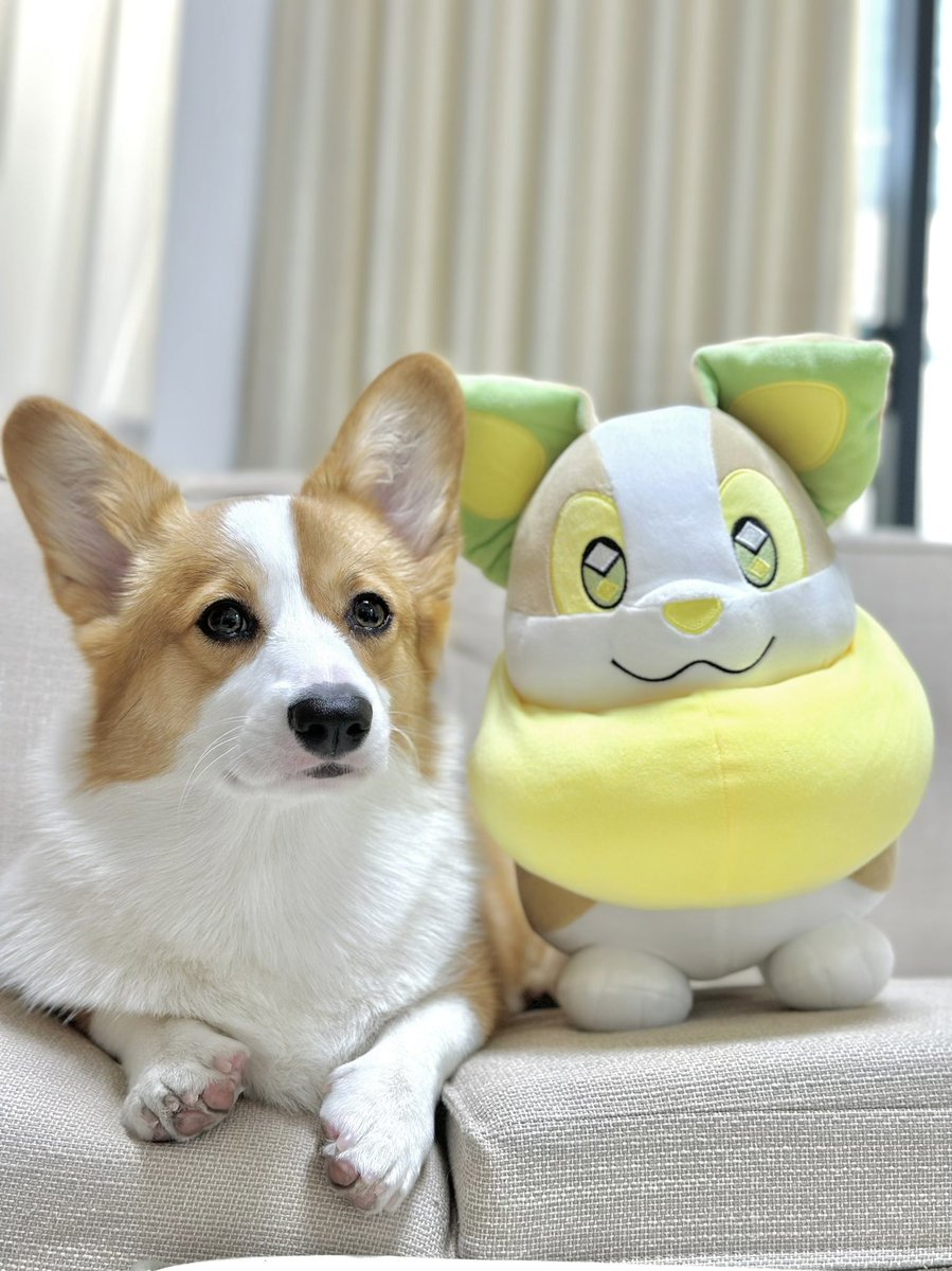 ポケモン 変身 ぬいぐるみ ワンパチ 犬 202510111941 コーギー