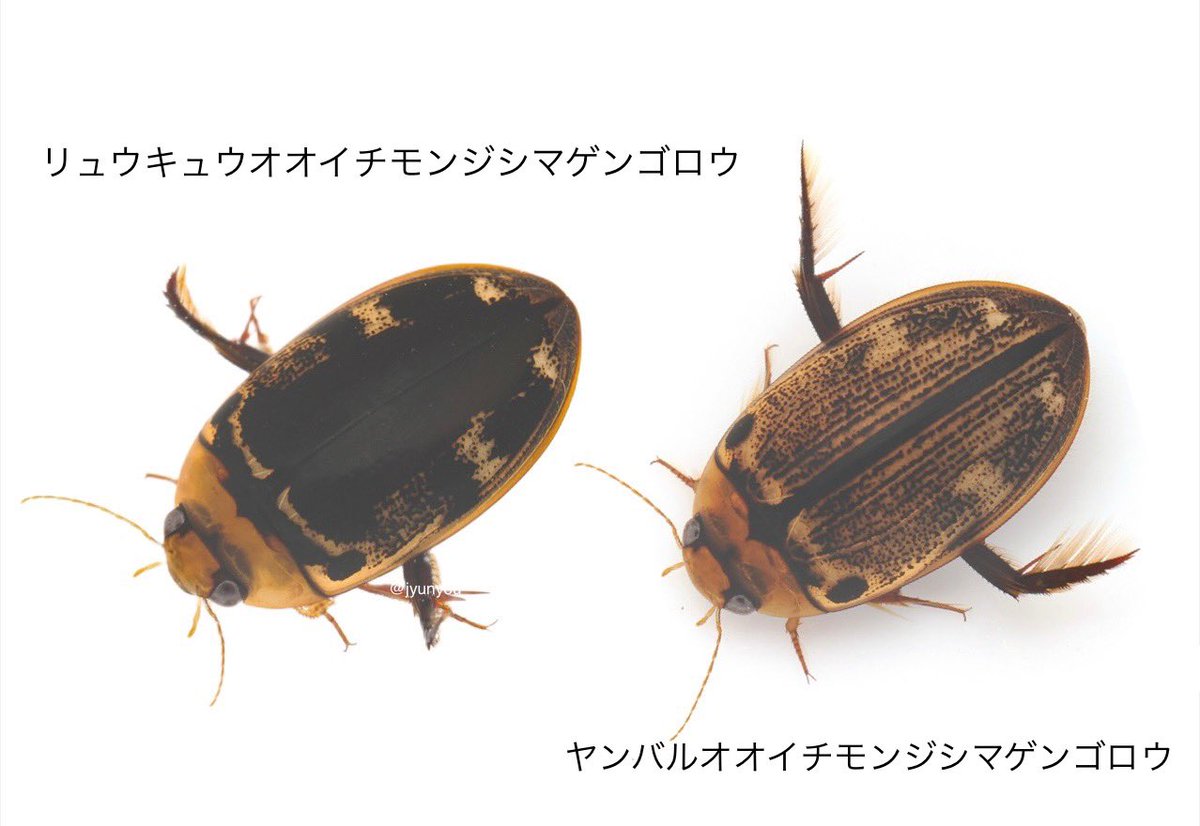 RT @jyunyou: 今回記載された沖縄本島に住むヤンバルオオイチモンジ
