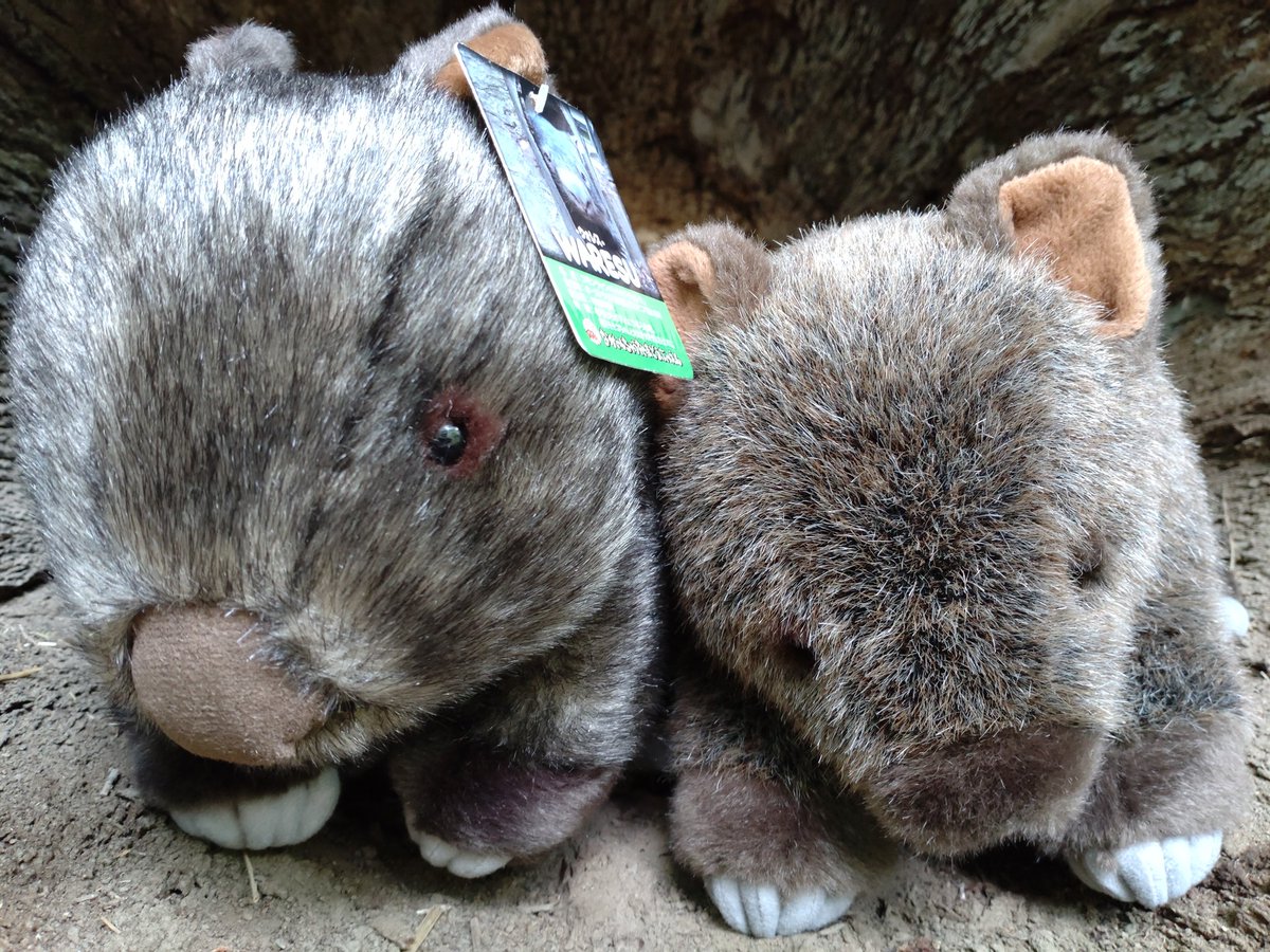 お知らせ📢 #ウォンバット の #モモコ ぬいぐるみは好評につき、完売