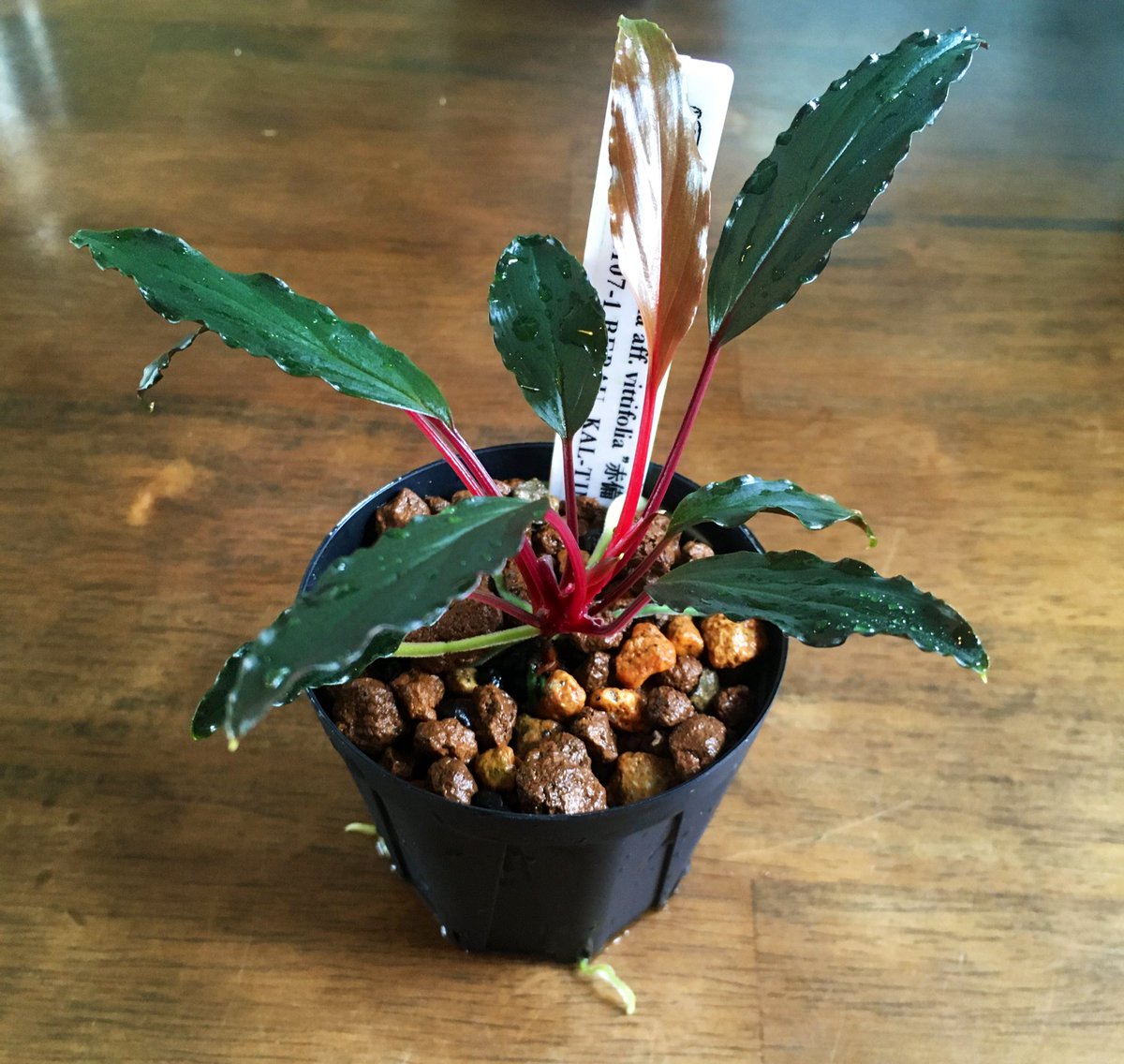 Homalomena aff. vittifolia 