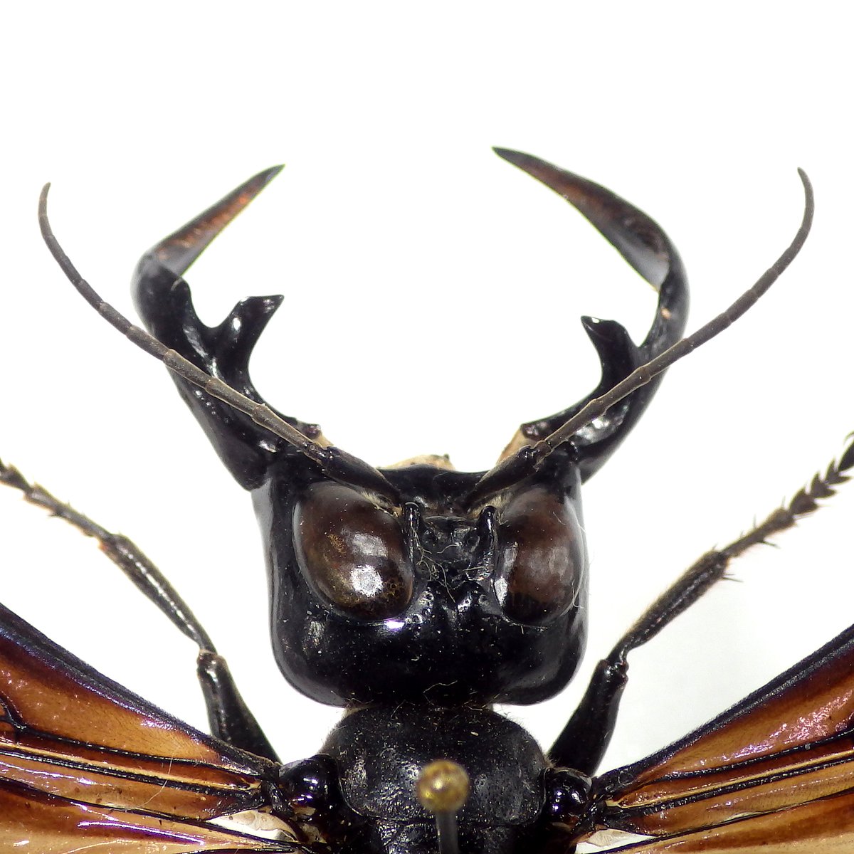 ガルーダキババチ Megalara garuda 厳つい牙を持ったインドネシアの