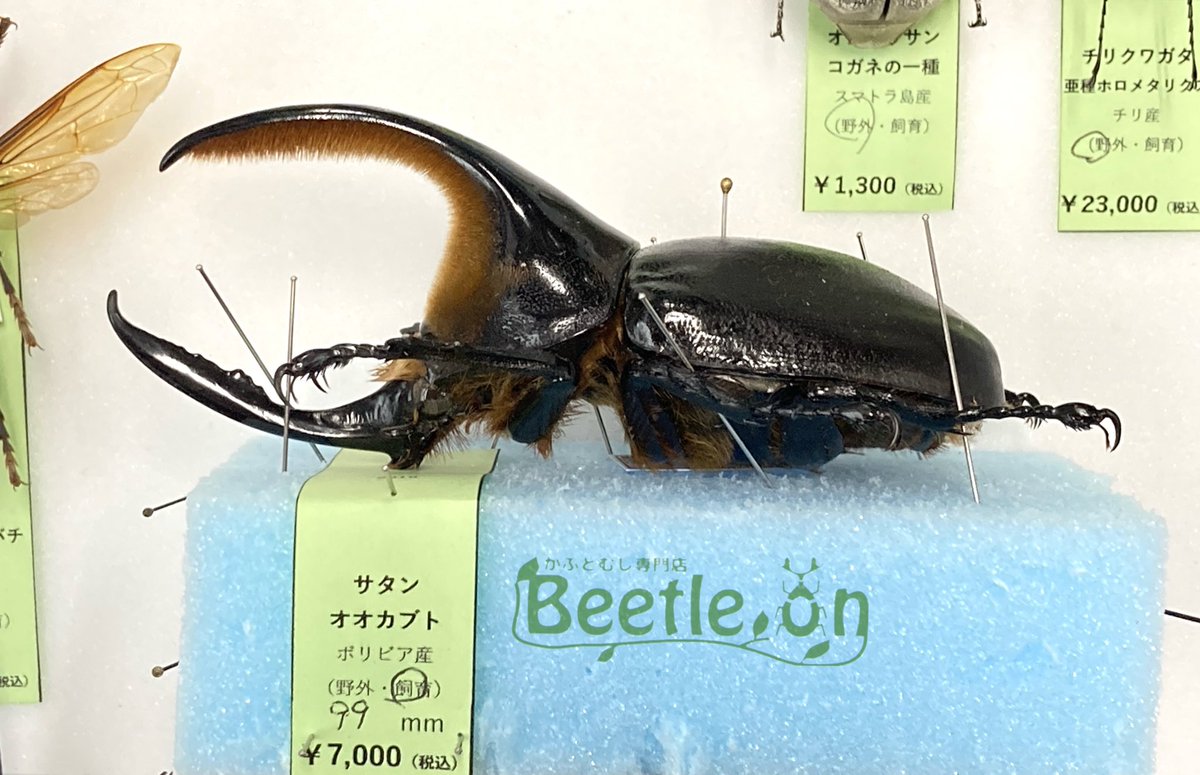 相変わらず人気のサタンオオカブト標本、まだ在庫がございます！ 胸