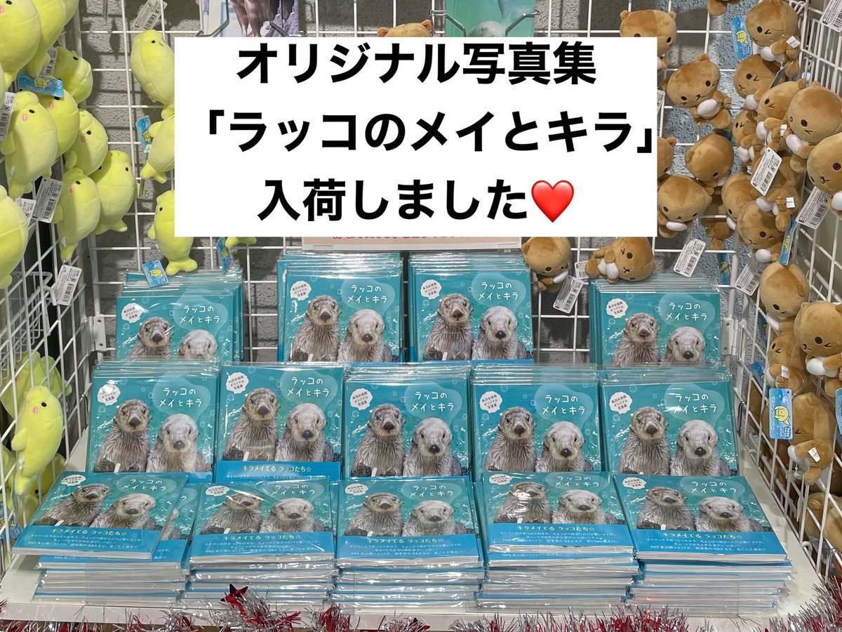 お知らせ】お待たせしました🙇‍♀️💦オリジナル写真集「ラッコのメイ