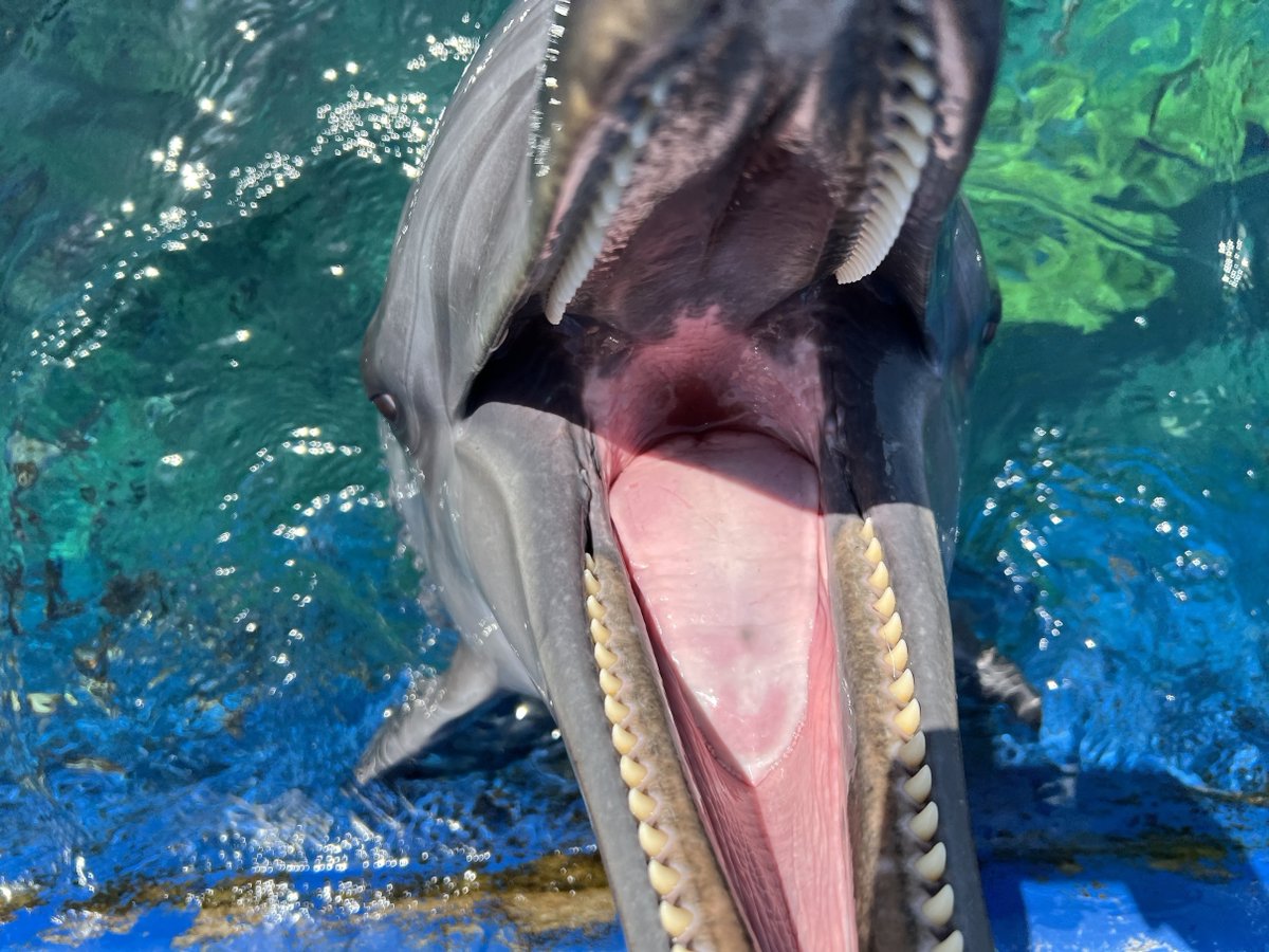 バンドウイルカのお口の中はこんな感じ👀💗 歯は80本から100本生えて