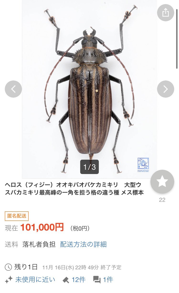 毒刺甲虫】サソリカミキリ 昆虫標本 Onychocerus ウスバカミキリ 毒刺