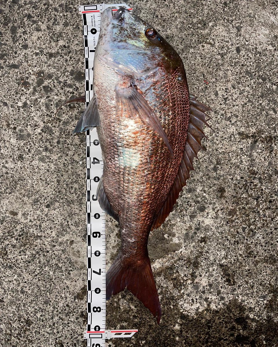 やっすん@それでも釣りに行く (@yassn_96fam) / Posts / X