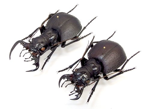 新着標本】オオエンマハンミョウが入荷しました❣️乾燥地帯に分布