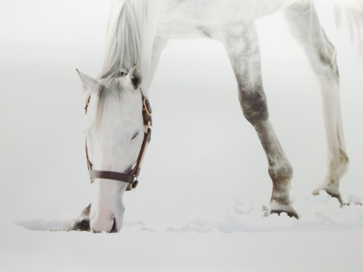 優駿』3月号、2月25日(土) 発売!! 「ゴールドシップ ～前略、銀世界