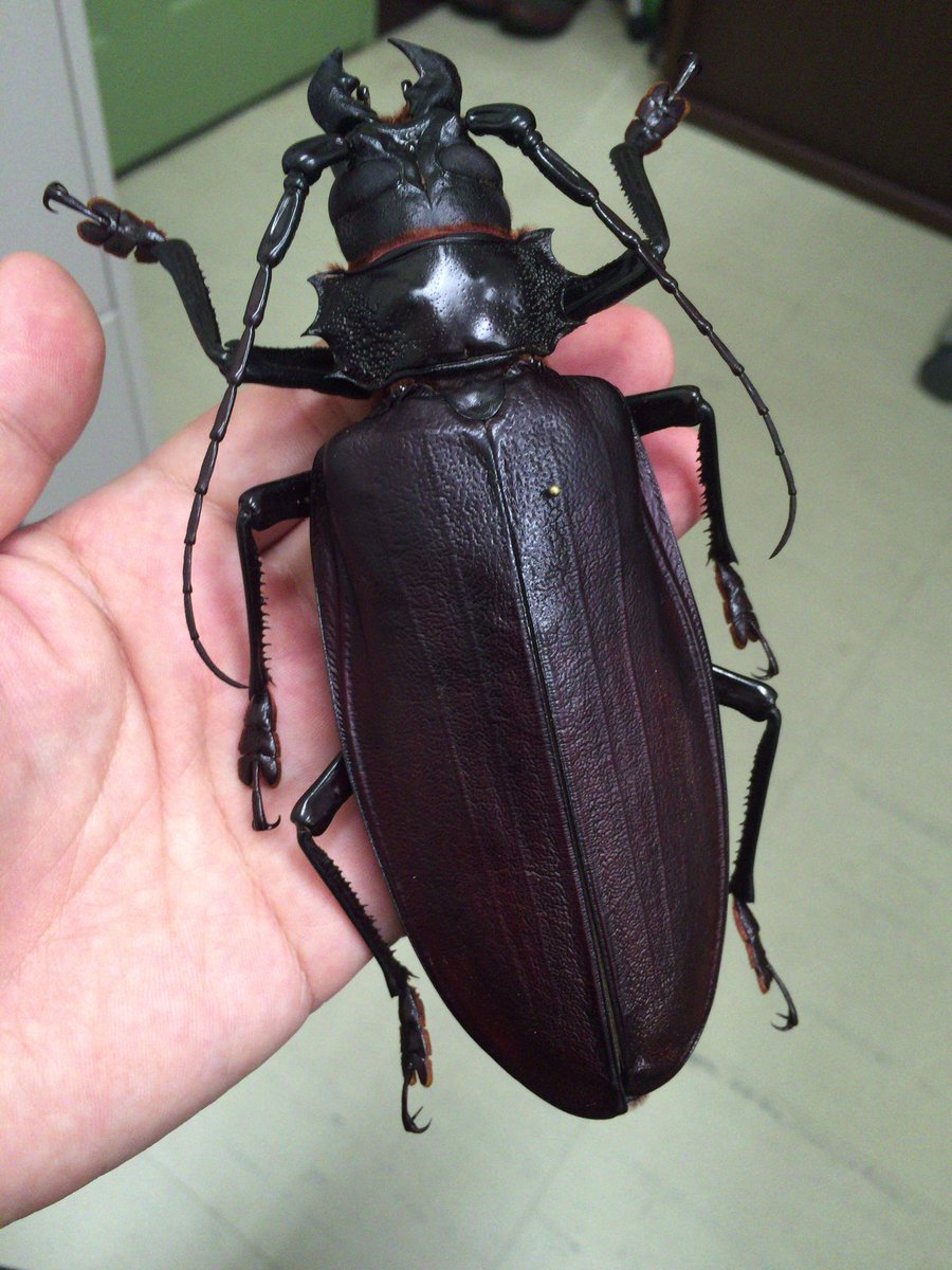 まとめ 【125mm♂】ハイエシオオウスバカミキリ オオウスバカミキリ