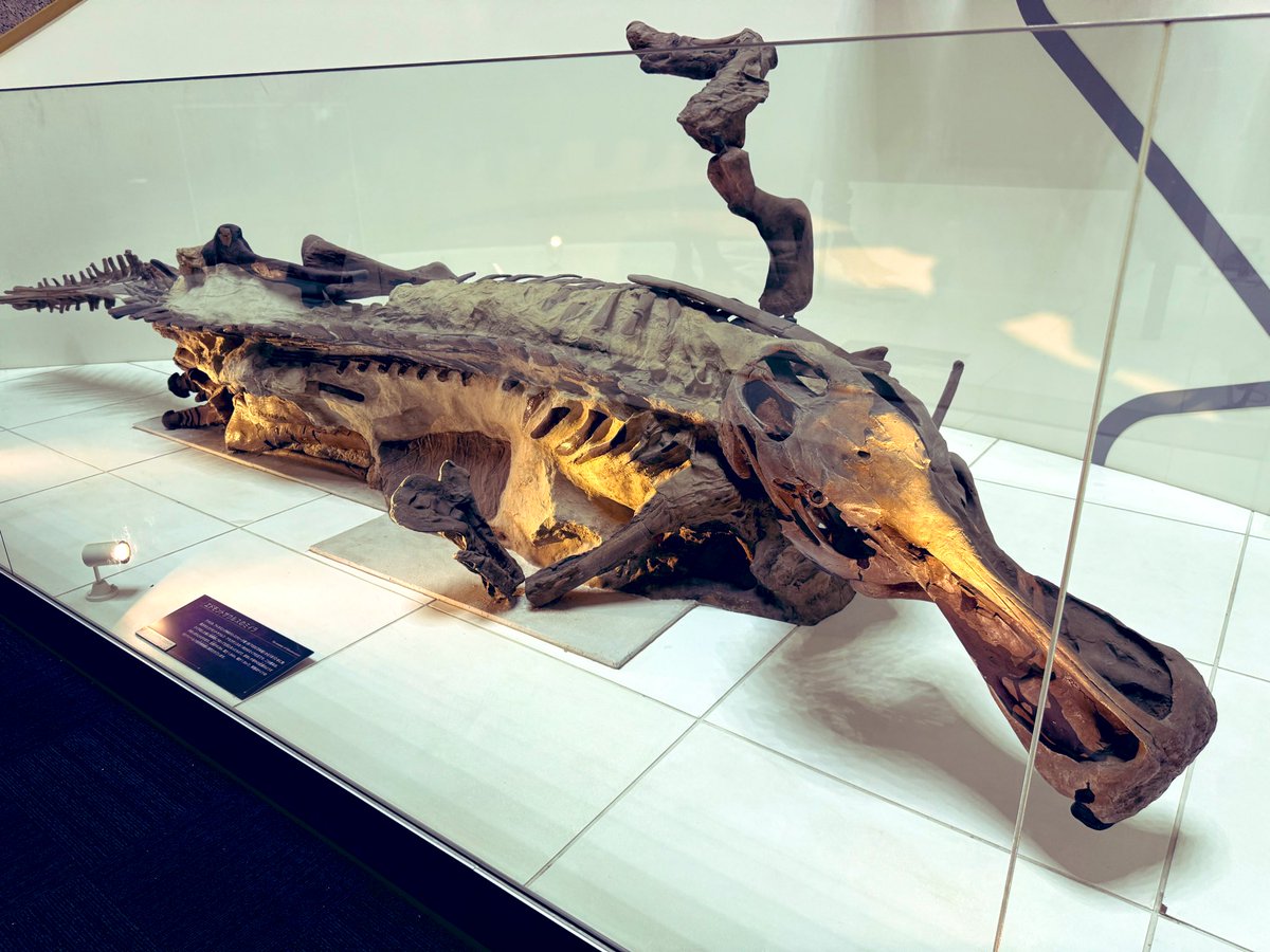 金曜日だから化石貼る #FossilFriday 豊橋市自然史博物館 エドモント