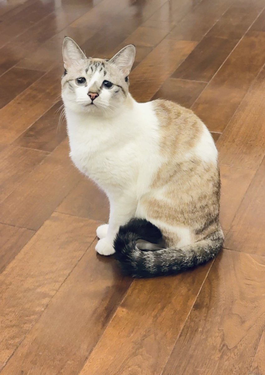 猫千代 0501 猫千代 0501 猫千代 0501 猫千代 0501 カード検索 ｜ Z/X