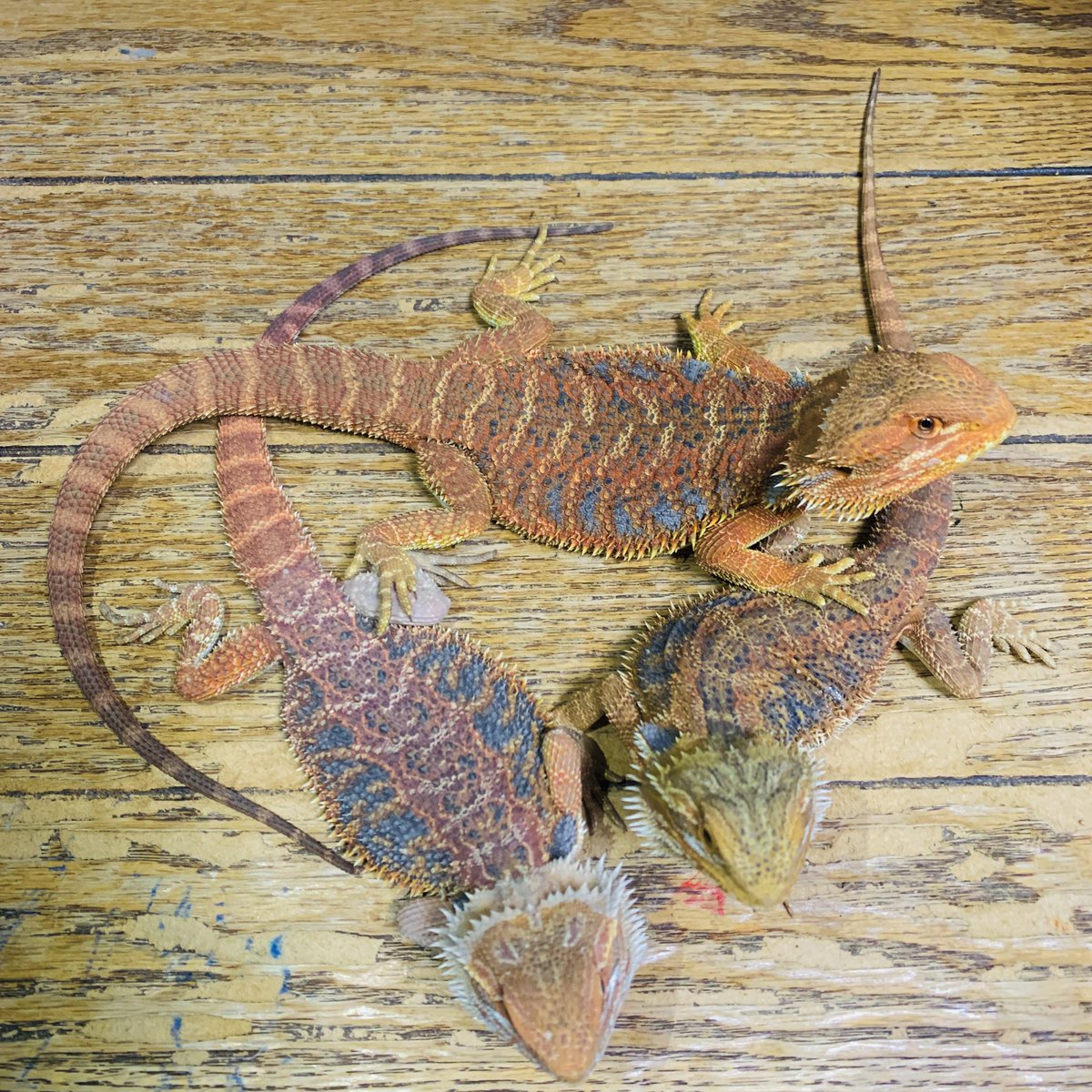 オレンジカラーの綺麗なフトアゴちゃん✨ 共にブルーバーがっつり