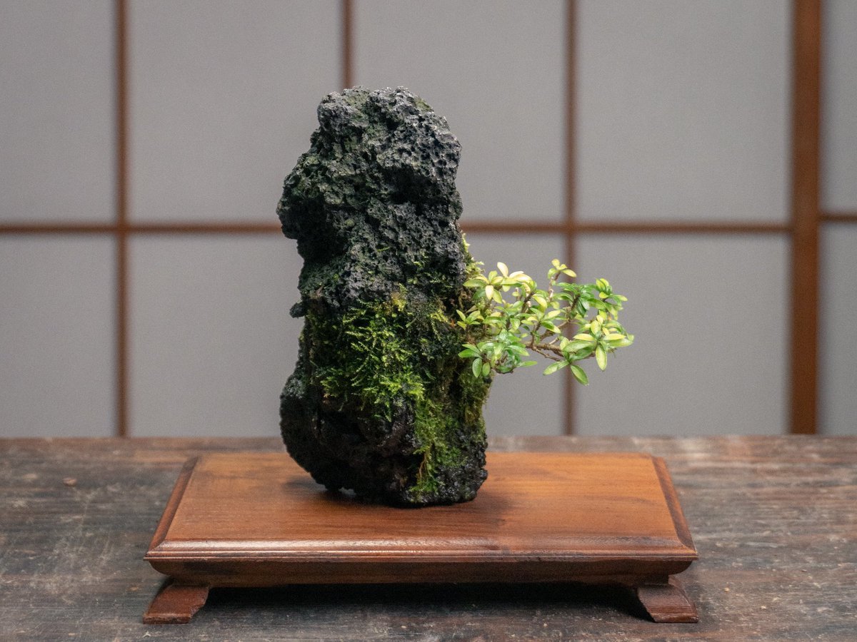 Asu (@Asu_green_jp) / Posts / X