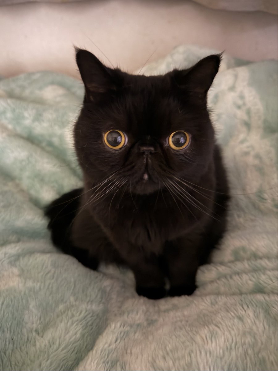 しぃちゃん (@shi_chan347) / Posts / X