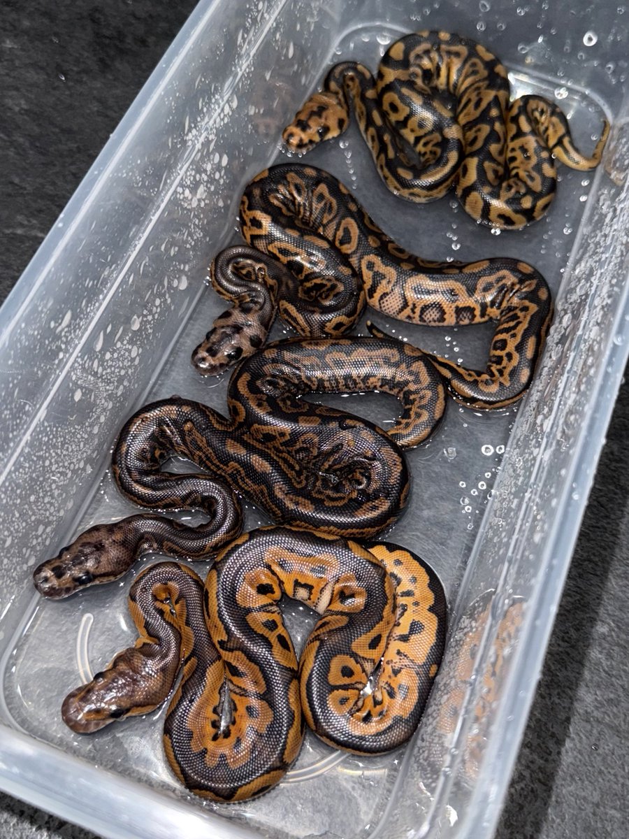 06shockwave (@06shockwave) / Posts / X