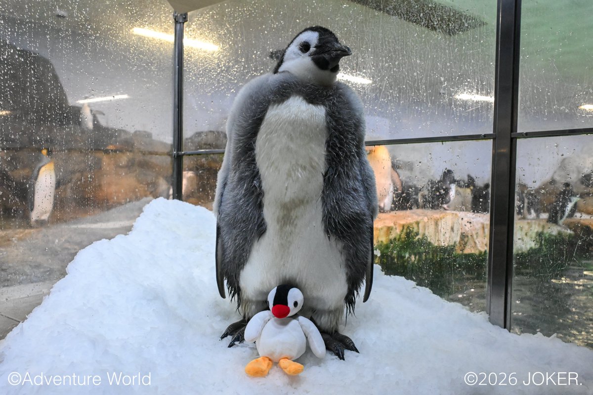 ピンガと同じペンギンの赤ちゃん すくすく成長！🐧100日齢／ 9月30日に