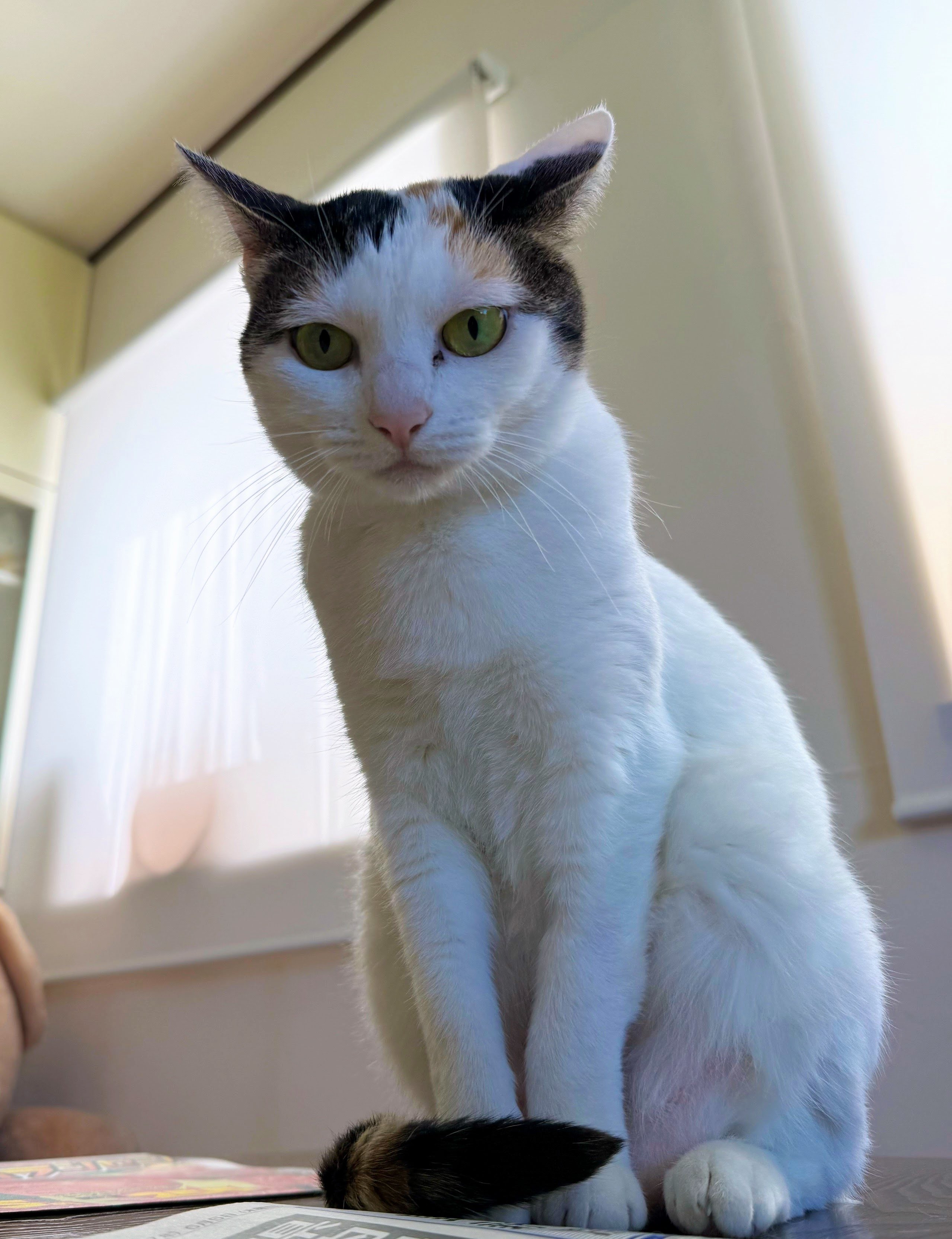 ふんばり親子猫 ハチワレ 【公式通販】