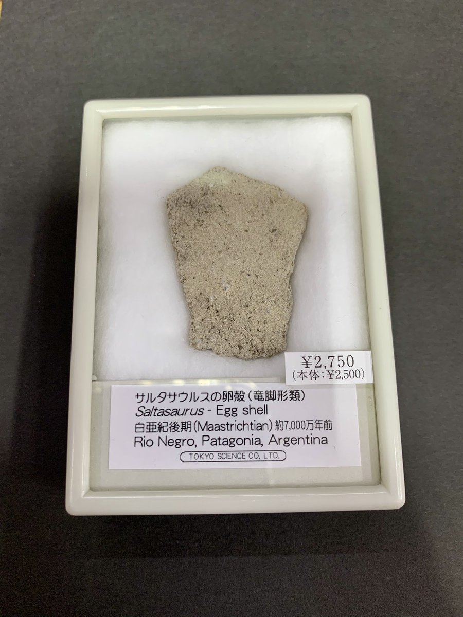 🦕 化石鉱物よりお知らせ 🦕 サルタサウルスの卵殻（竜脚形類