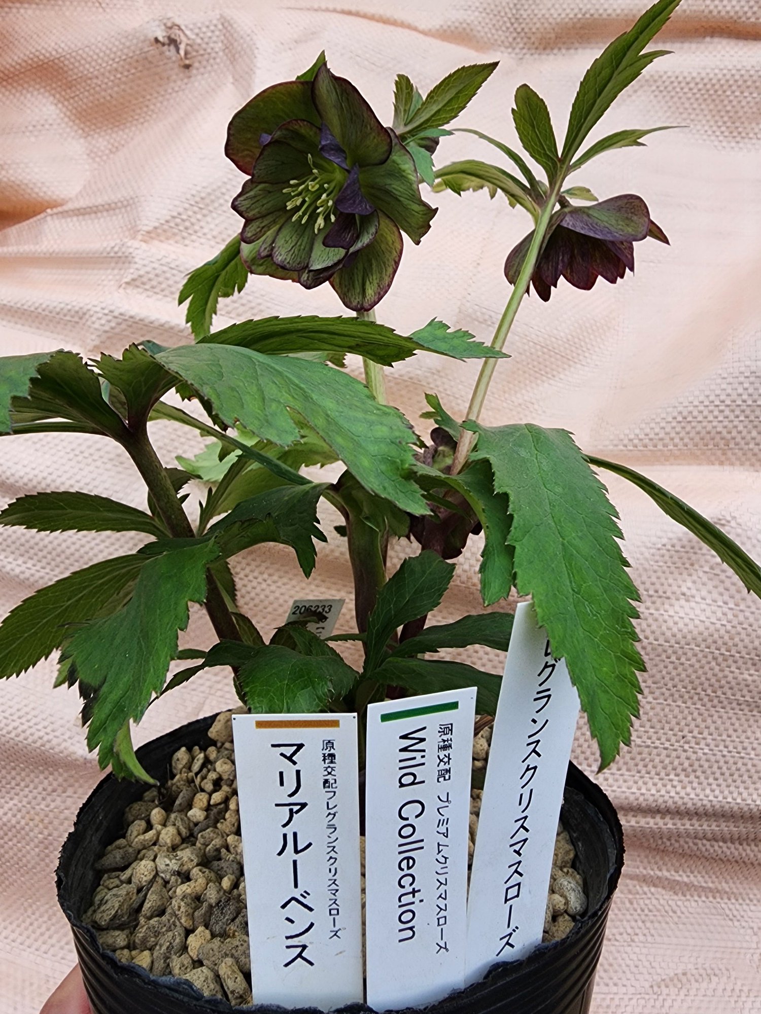 クリスマスローズ 珍品！Wild Collectionマリアルーベンス 加藤農園