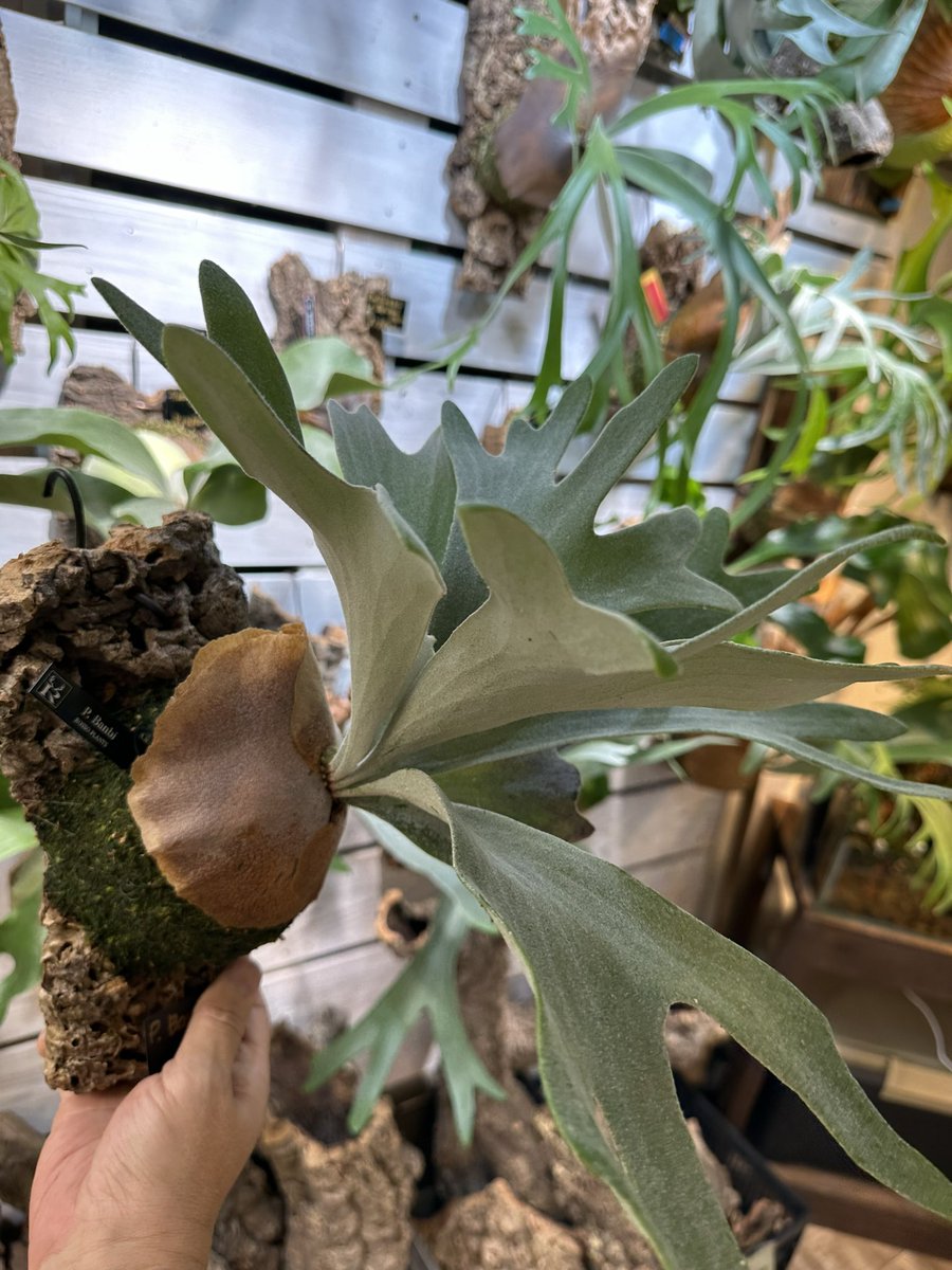 P. bambi ビカクシダ バンビ