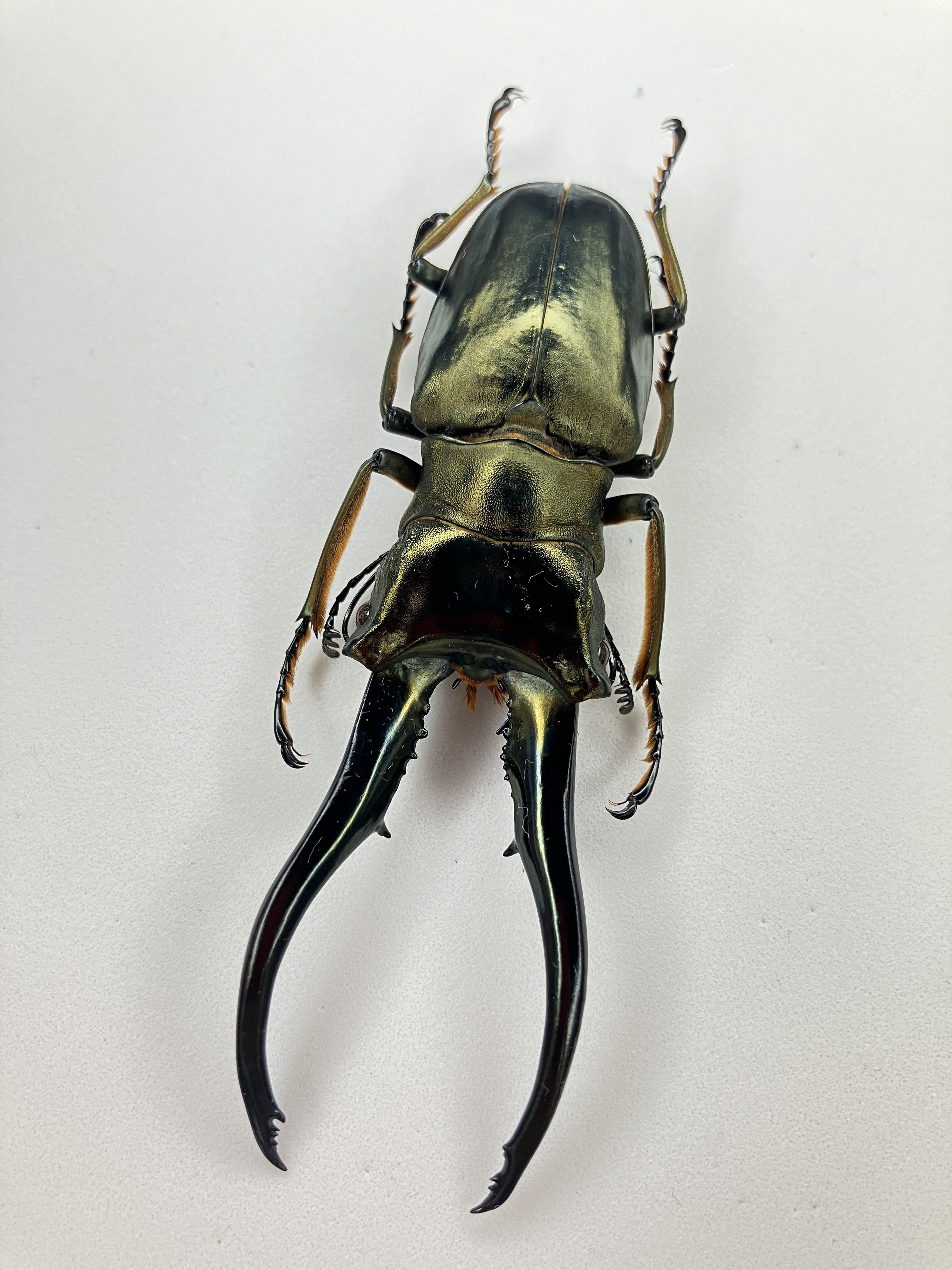 昆虫標本 大型モンギロー二ホソアカ 77mm 飼育品 モンギロンホソアカ