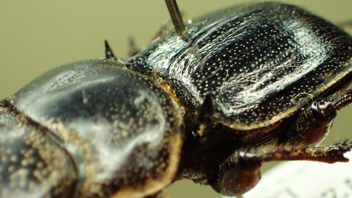 これは30㎜を越えるタスマニア島の面白いクワガタ、 カタハリクワガタ