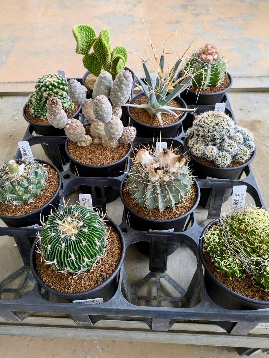 ガーデンセンター瑞穂店】 ＃サボテン 入荷情報！『脳みそサボテン