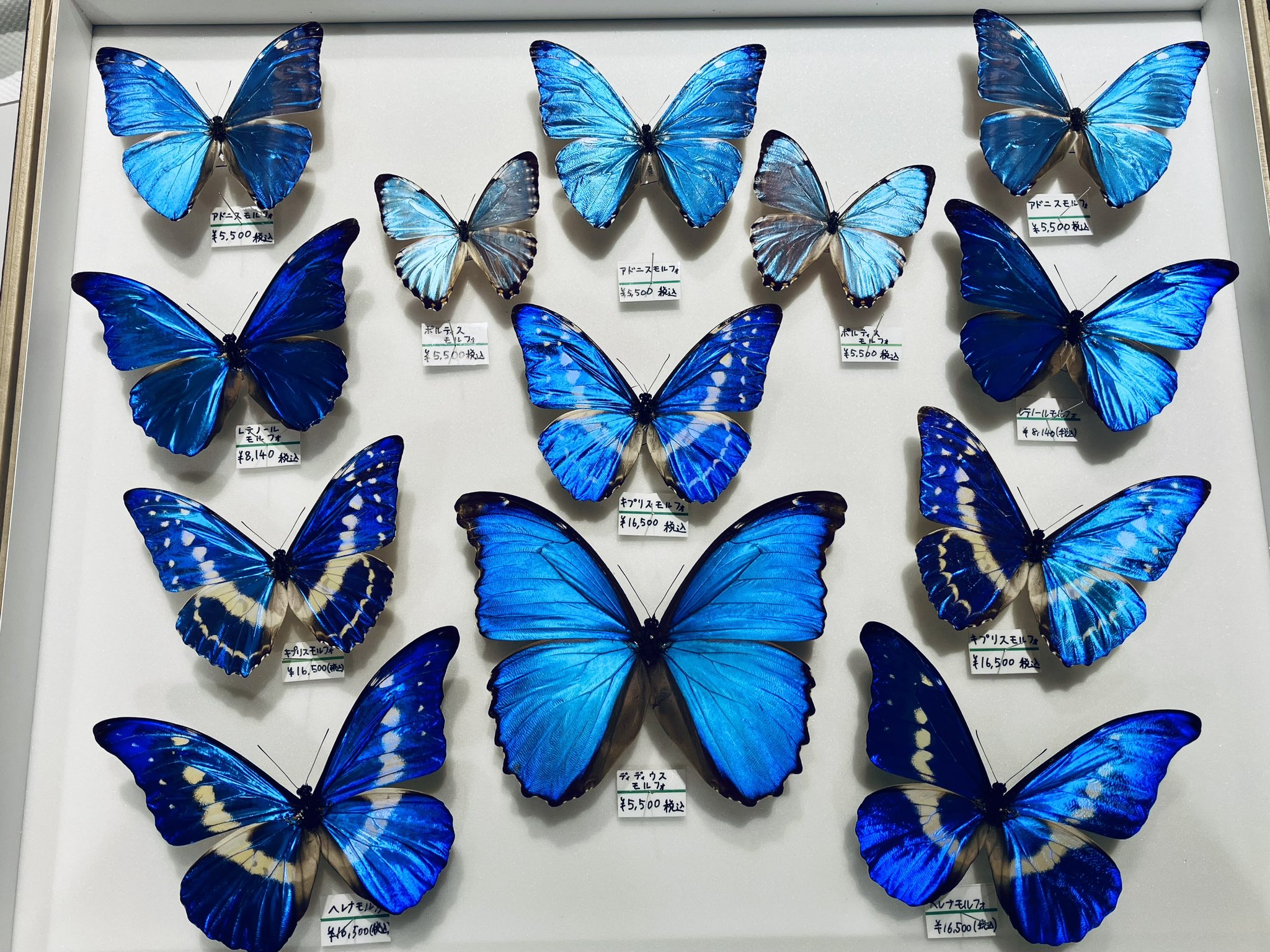 サ*ヤ様 キプリスモルフォ蝶 コロンビア 標本 額縁入り サ*ヤ様 キプリス