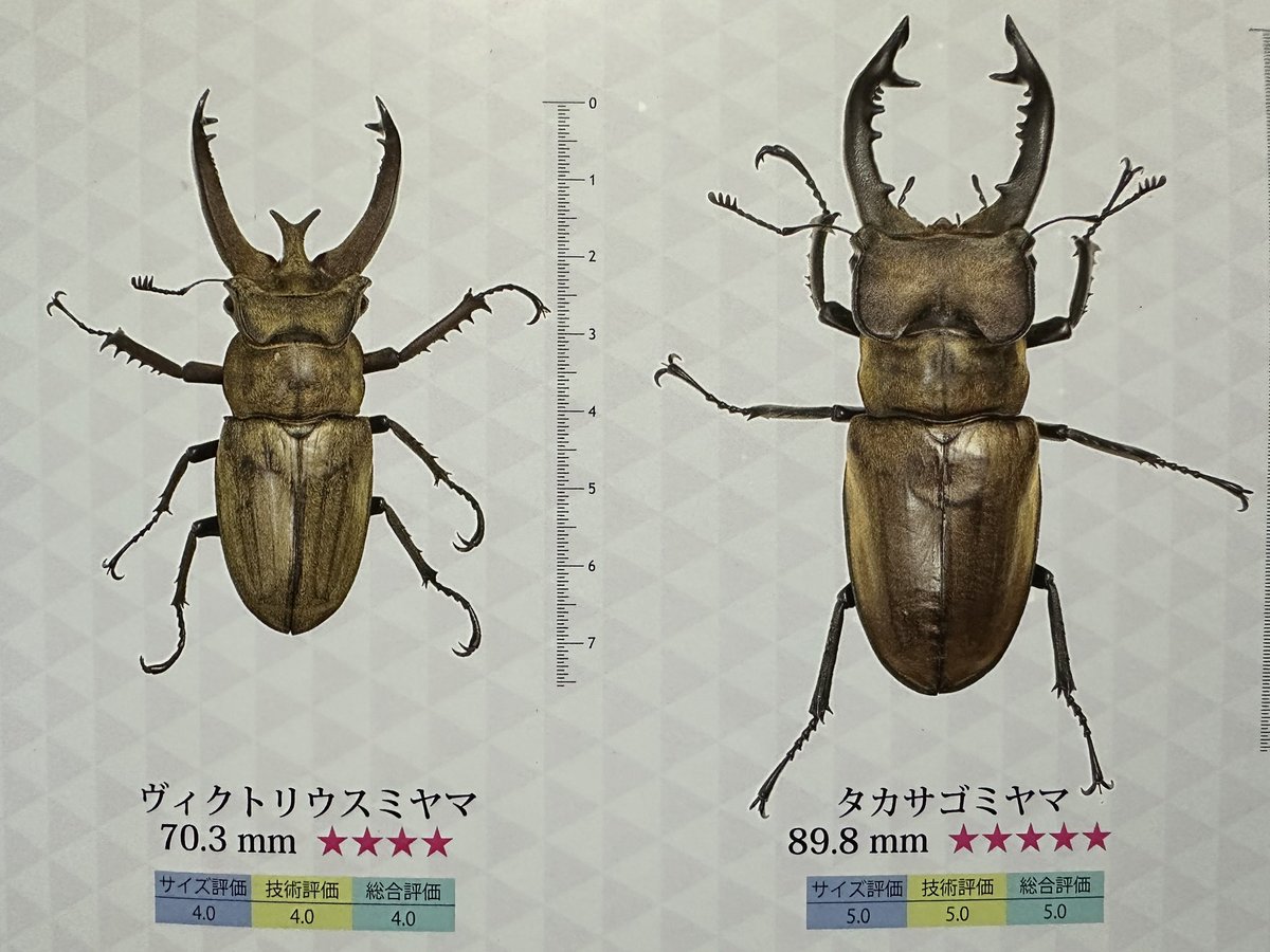 Sparkle Beetle (@BeetleSparkle) / Posts / X