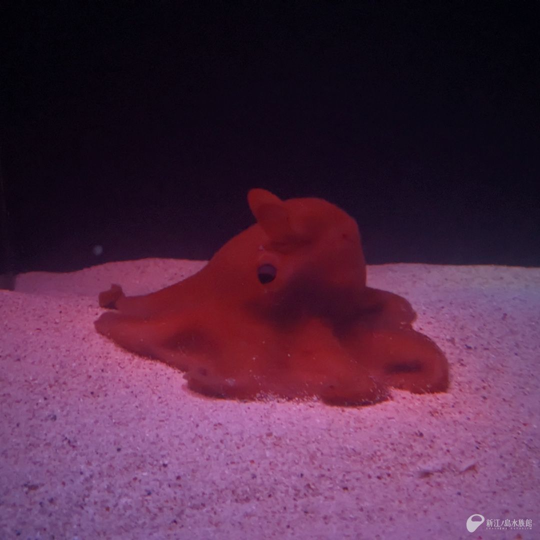 めんだこ (@mendako___san) / Posts / X