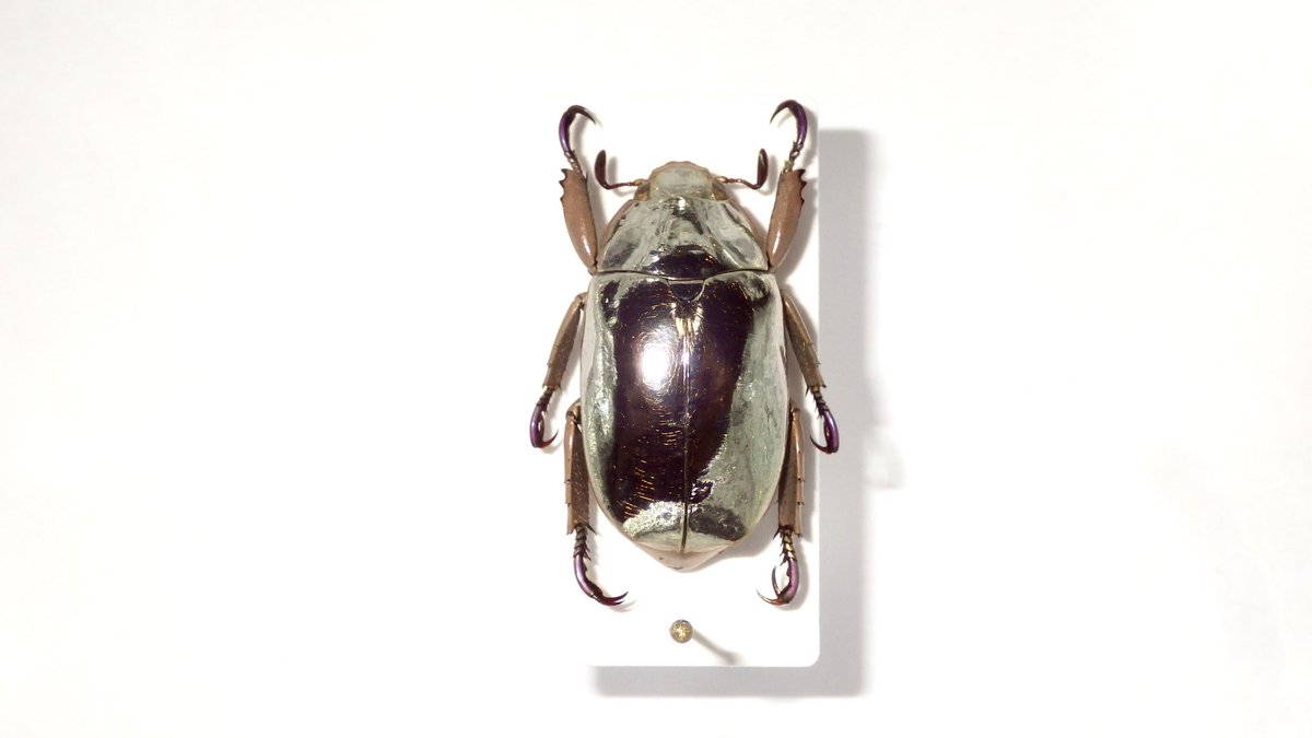 プラチナコガネ随一の美麗種、リンバータプラチナコガネ。 ぎんぽ堂