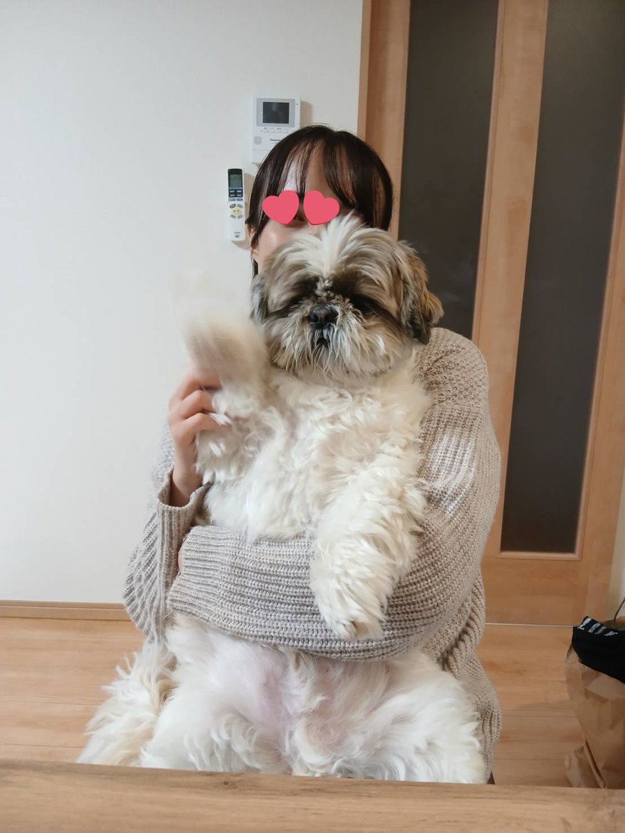 大きいシーズーたぬきち (@tanuki20200215) / Posts / X