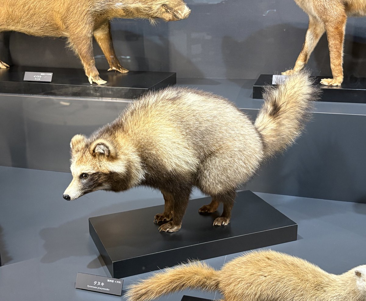 いやタヌキも踏ん張り剥製なの合わせてるでしょ