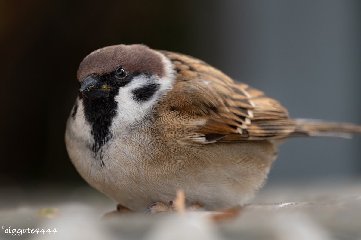 biggate4444@毎日スズメ今年で8年目 (@biggate43) / Posts / X