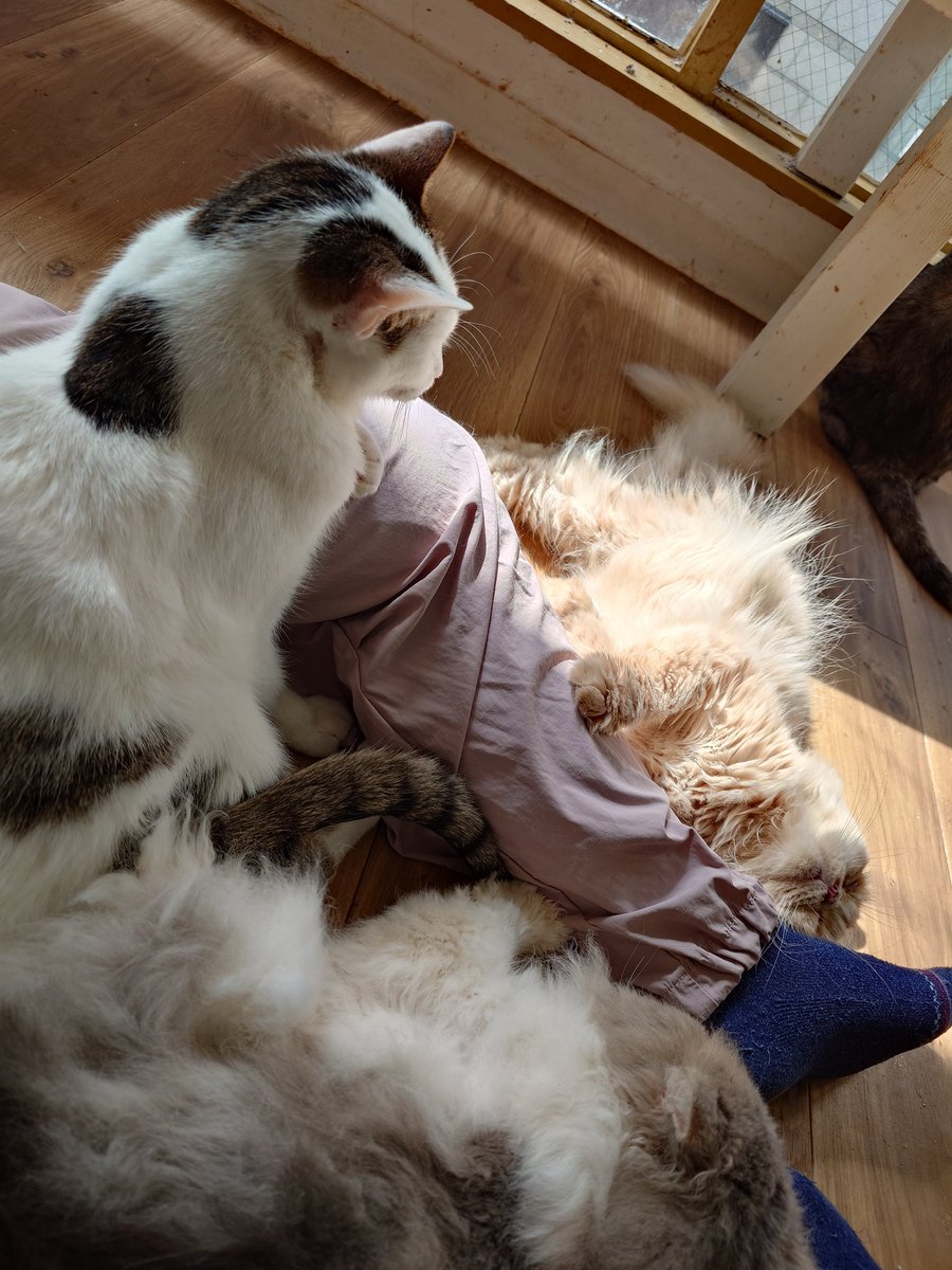 ちびかる (@chibikaru) / Posts / X