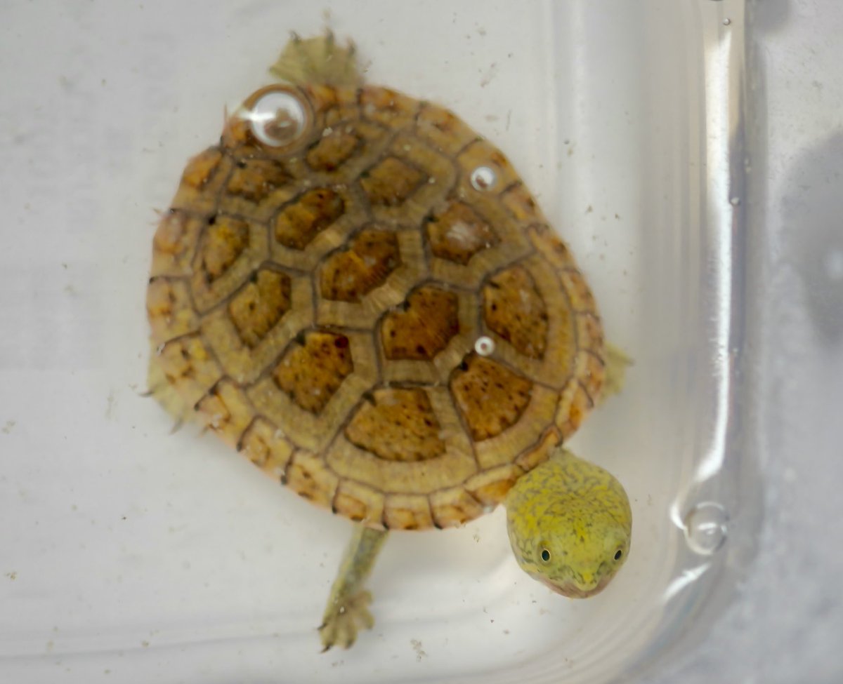 creeper (@creeperjapan) / Posts / X