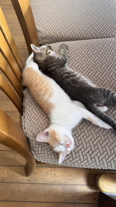 チャトランから茶色は人気だと思ってた。