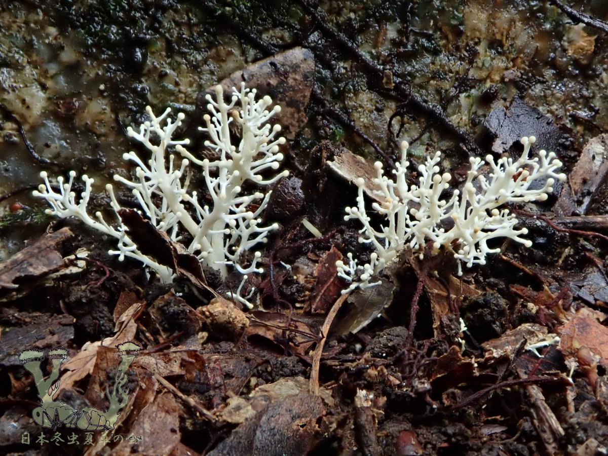 日本冬虫夏草の会 (@cordyceps_japan) / Posts / X