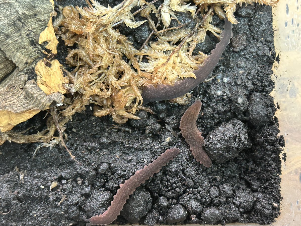 ももれおん😺 (@momoleon2357) / Posts / X