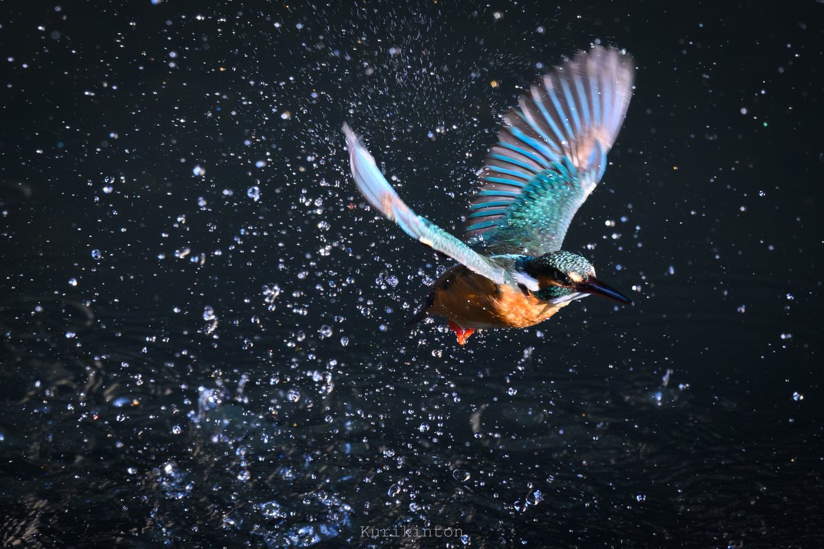 栗きんとん🌰 (@redzone178) / Posts / X