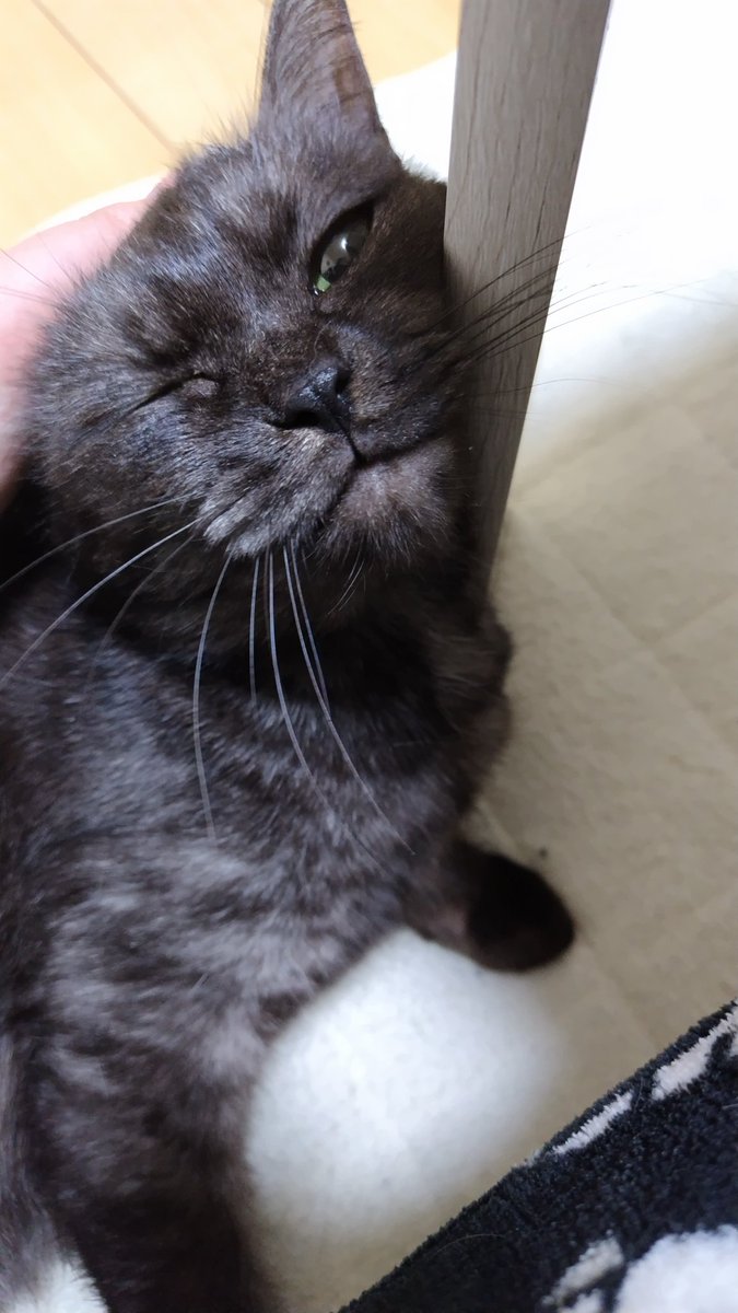 Nyanpi(にゃんぴ) @女子プロゲーマー (@nyanpi55) / Posts / X