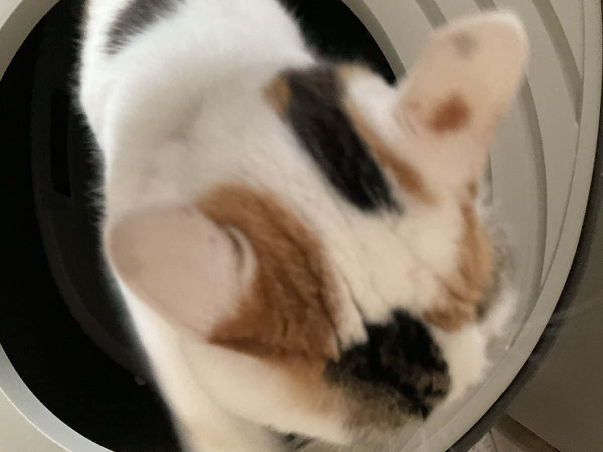 Post by うぐ🍙 on X: 朝ねこ