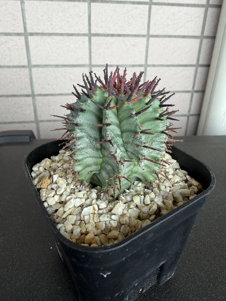 最近届いた我が家の植物 ユーフォルビアホリダ（ゼブラホリダ） 美しい