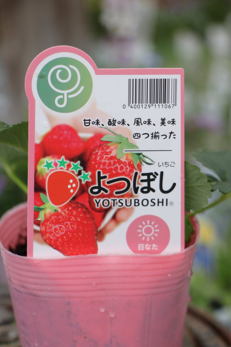種から育てる新時代いちご🍓✨ 「よつぼし」苗 入荷しました♪ 日本初