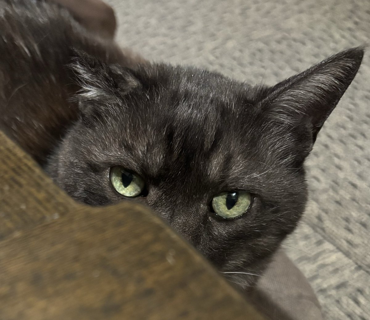 黒猫でお願いします😆