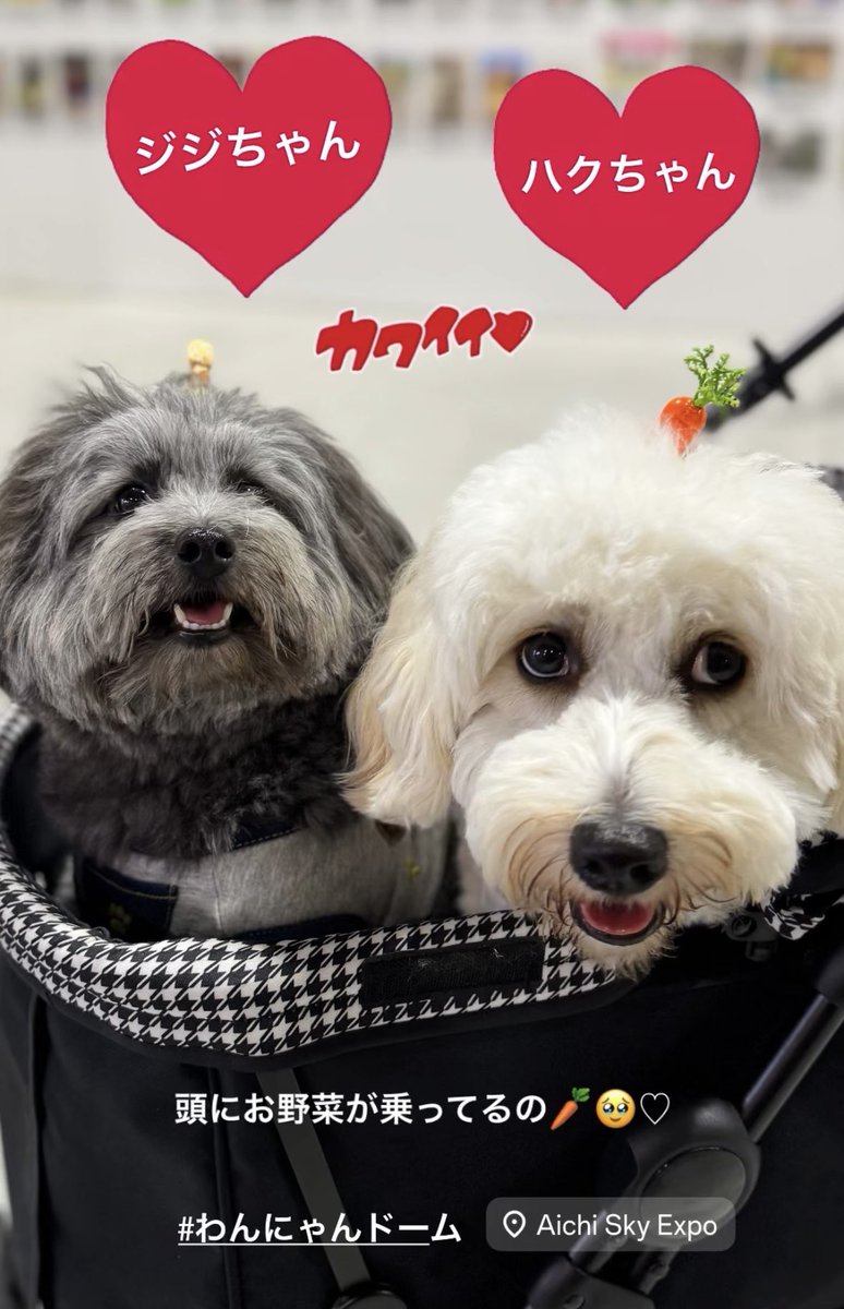ハクちゃん🐶＆ジジちゃん🐶 来てくれてありがとう🥰🫶 頭にお野菜が