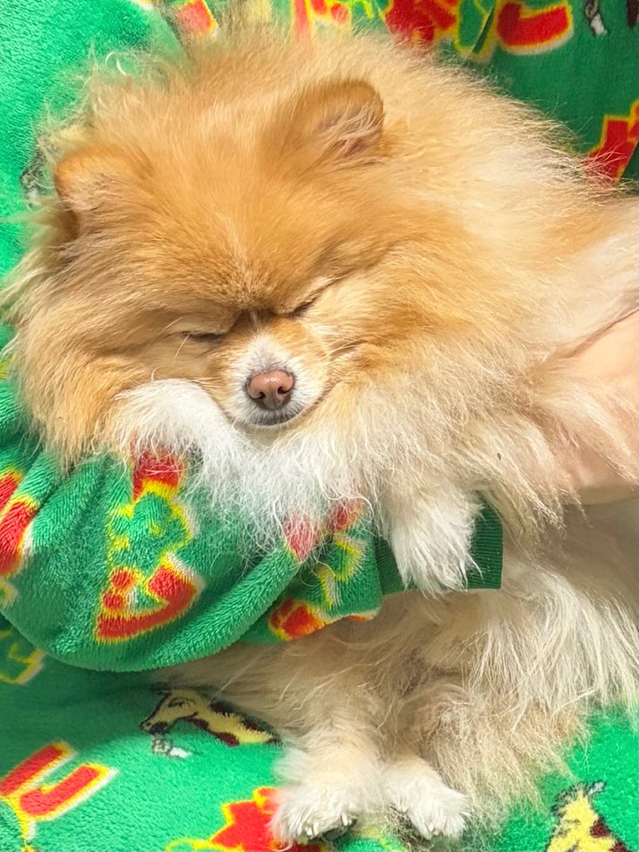 ポメラニアンこまめ (@gfPaOgtThRvy6QP) / Posts / X