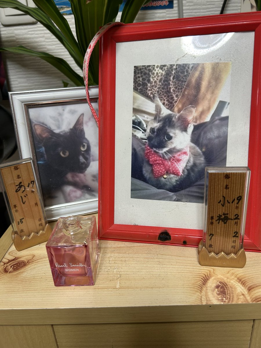 猫の日 うちの亡くなった猫たち