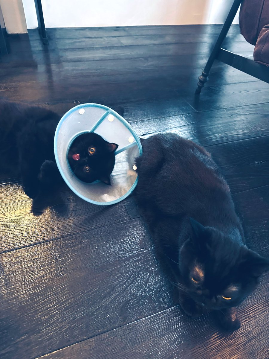 2月22日は 「猫の日」。 ということで猫に纏わるご報告デス。 有村クロ