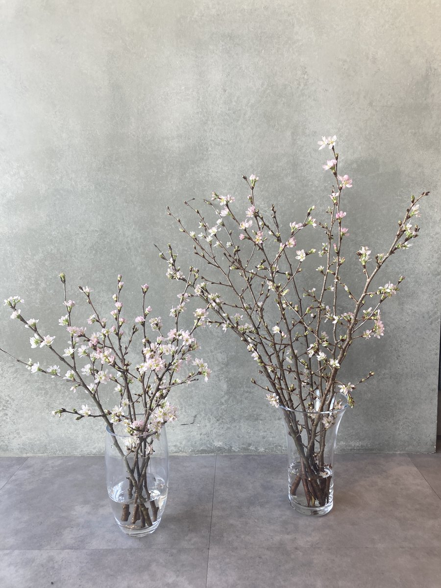 UNIQLO FLOWER】 季節限定の桜が好評販売中🌸 オンラインストアでは